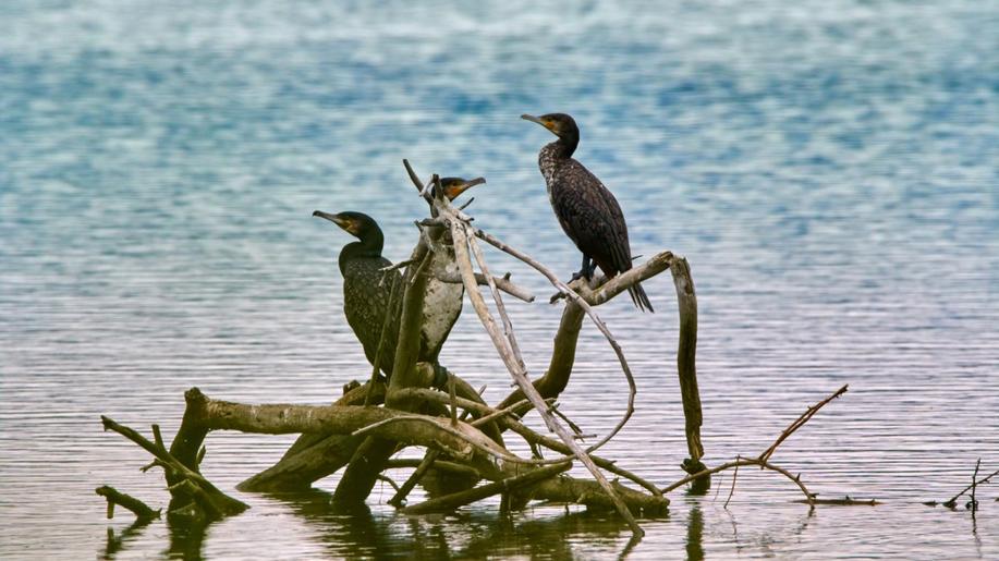 Za škody způsobené chráněnými druhy vyplatil stát v Libereckém kraji 3,6 mil.Kč