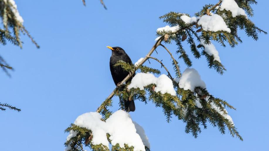 Rekordní Ptačí hodinky se zúčastnilo téměř 40 tisíc lidí. Kosům se daří, zvonci naopak mizí