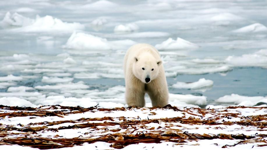 Lední medvědi na Špicberkách jsou navzdory mizejícímu ledu tlustší a zdravější