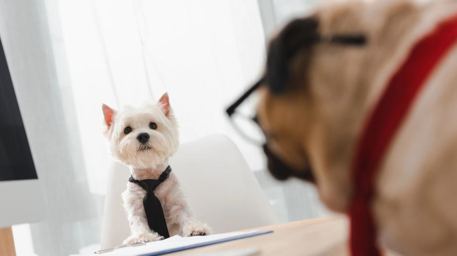 Novela stavebního zákona možná zakáže i lov zvířat norováním