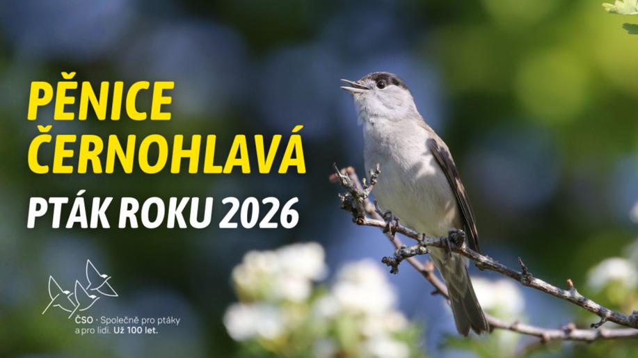 Pták roku 2026: pěnice černohlavá