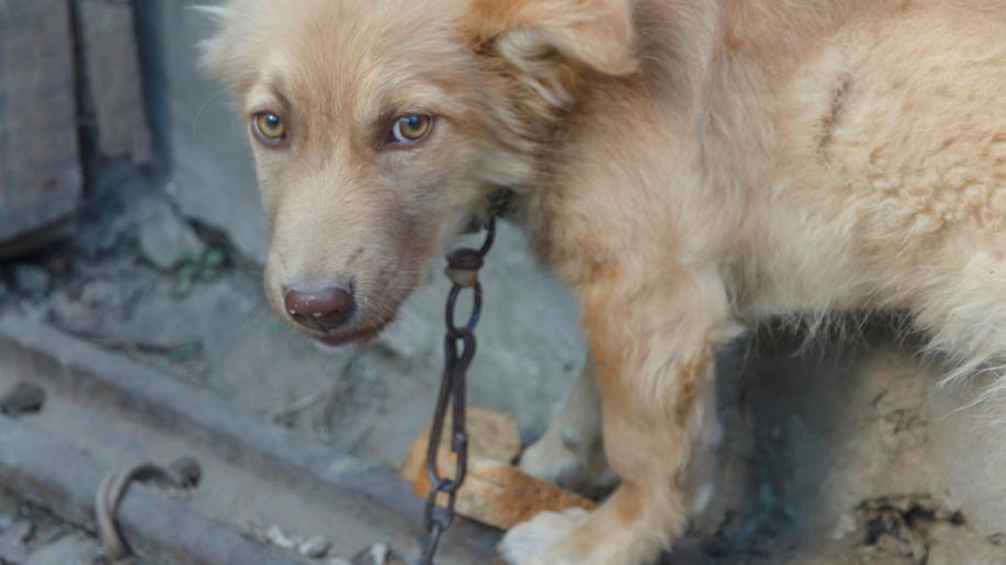 Upozornění chovatelům: Od ledna platí zákaz dlouhodobého uvazování psů, za porušení hrozí vysoké pokuty