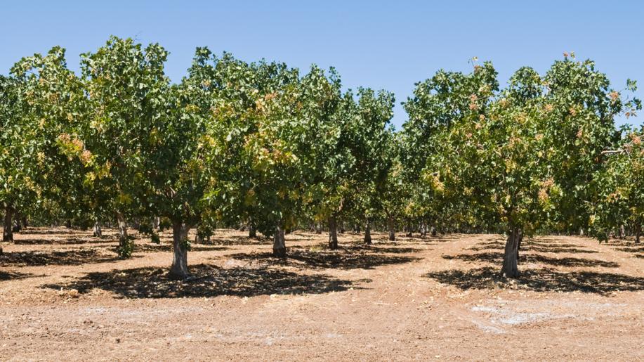 Vědci z Mendelovy univerzity zkoumají letokruhy staletých pistácií v Izraeli