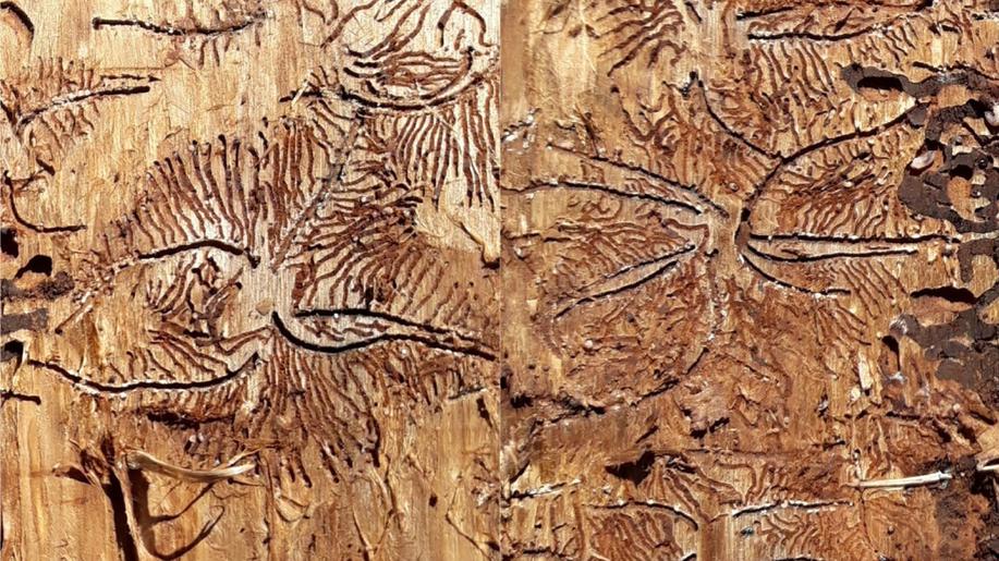 Jak ochránit smrkové lesy proti lýkožroutu lesklému