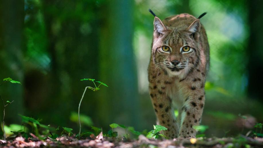 V národních parcích Šumava a Bavorský les žije 27 dospělých rysů