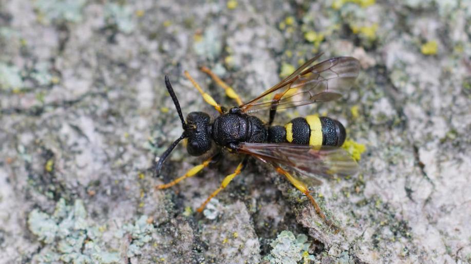 Vědci zjistili, že oteplování omezuje vývoj parazitoidů jako drobné vosičky