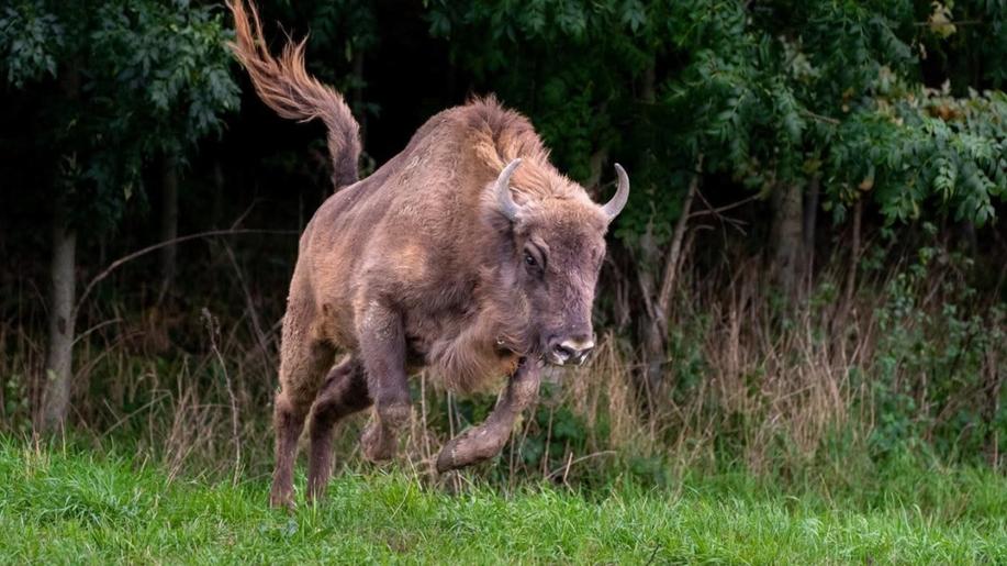 Zubři z olomoucké a pražské zoo zamířili do volné přírody na Kavkaze