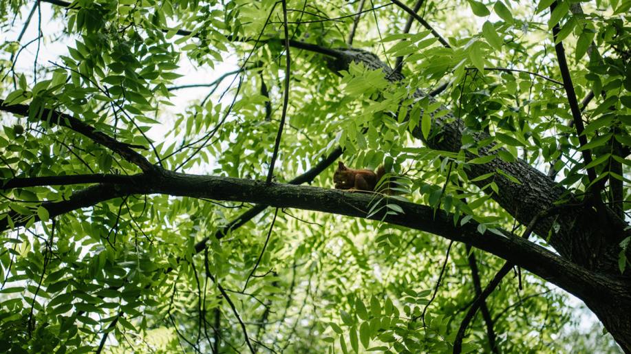 Likvidace akátu nestačí, půda jím zůstává ovlivněná dlouho, zjistili vědci