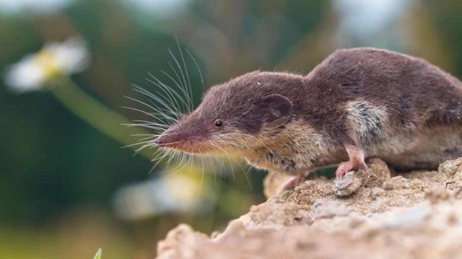 Vědci v Etiopii objevili nový druh bělozubky, váží jen dva až tři gramy