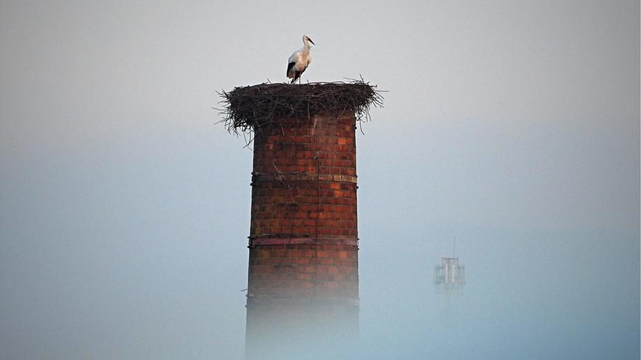 Návrat čápů je v plném proudu. Zapojte se do jejich sledování
