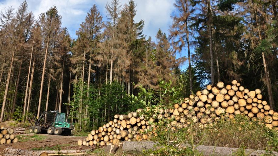 Podle čeho je možné odhadnout objem kůrovcových těžeb