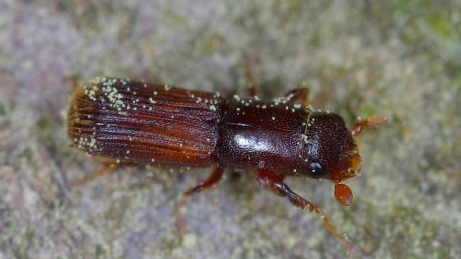 Vědci našli dosud nepopsané houby žijící v symbióze se vzácným druhem brouka Vědci našli dosud nepopsané houby žijící v symbióze se vzácným druhem brouka