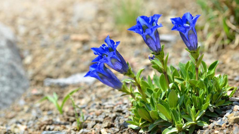 Botanici vyhlásili rostlinou roku hořec brvitý, některé druhy jsou v ohrožení