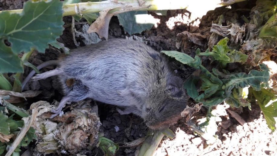 Ministerstva zemědělství a životního prostředí chtějí povolit rozsypávání jedu proti hrabošům na povrch půdy