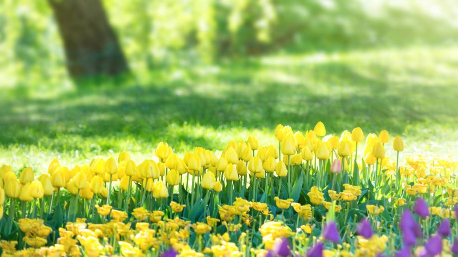 Muzeum v Poličce odhaluje tajemství jarních zvyků a květinových tradic