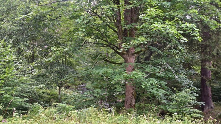 Pomozme zvýšit zastoupení javoru klenu v našich lesích