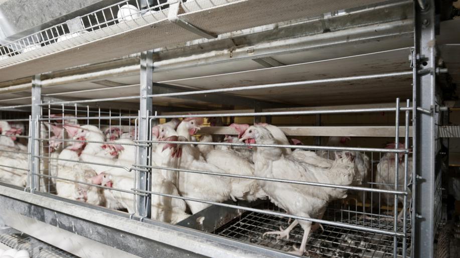 Shromáždění před Soudním dvorem EU na podporu demokracie a evropské občanské iniciativy Konec doby klecové