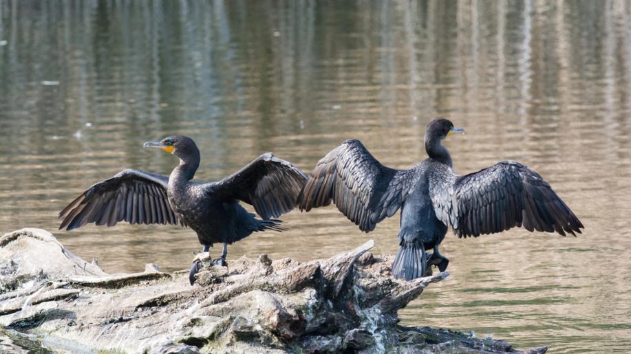 Svazy chtějí s MZe a MŽP řešit ochranu zvířat, které ohrožují chov či prostředí