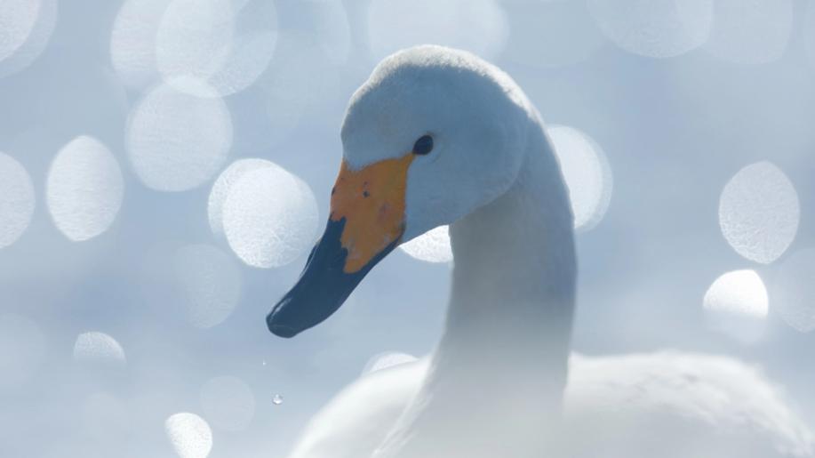 Na střední Moravě letos zimují kolpík bílý a labuť zpěvná, je to rarita