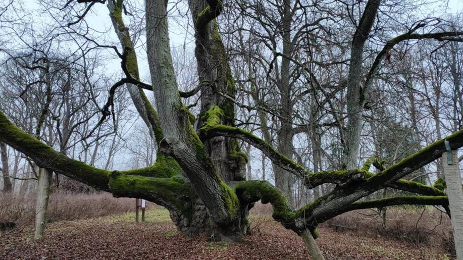 Evropským stromem roku je litevský Dub z Laukiai, Oldřichův dub skončil sedmý Evropským stromem roku je litevský Dub z Laukiai, Oldřichův dub skončil sedmý