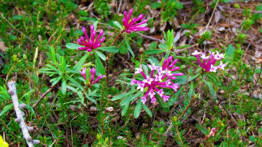 Z české přírody mizí voňavý poklad
