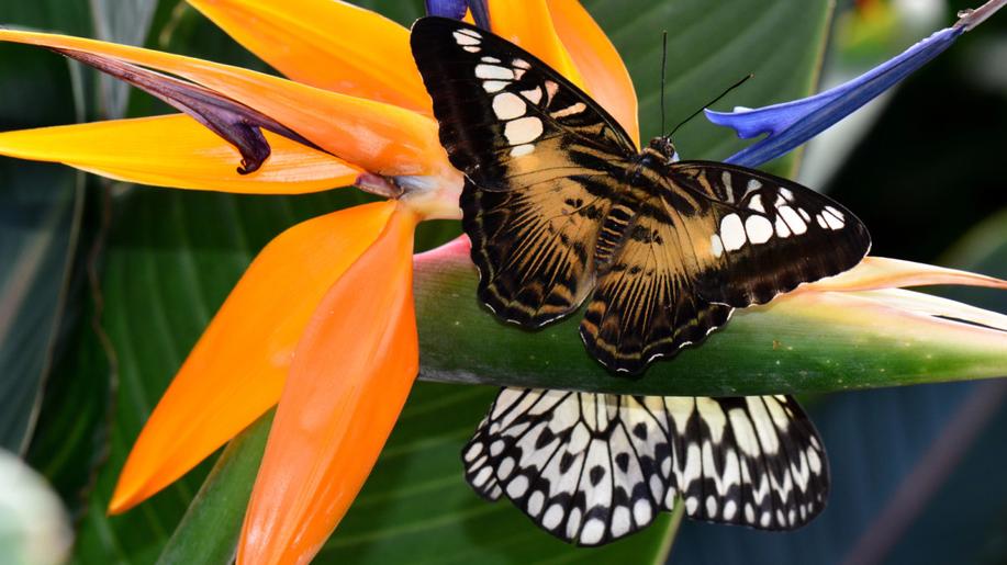 Botanická zahrada Praha představí od 2. do 17. dubna výstavu tropických motýlů