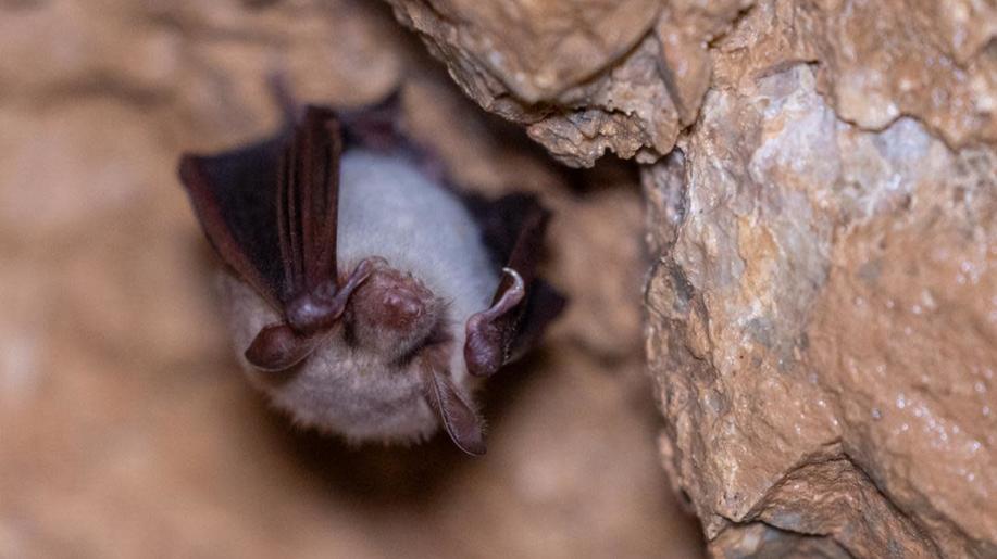 Kniha Naši netopýři přibližuje tajemné létající savce s aktuálními daty Kniha Naši netopýři přibližuje tajemné létající savce s aktuálními daty