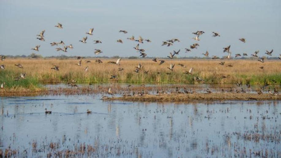 Omezení olova ve střelivu se nebude týkat střel do kulovnic, představila návrh Evropská komise