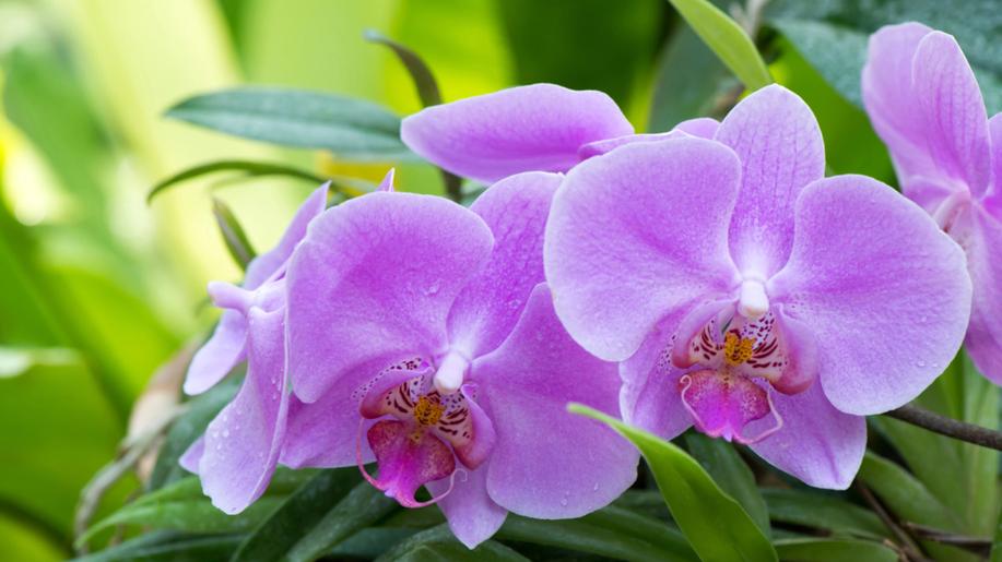 Pražská botanická zahrada v Troji zahájila v pátek sezonu výstavou orchidejí