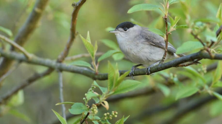 Sto let pro ptáky a pro lidi. Česká společnost ornitologická oslaví významné výročí