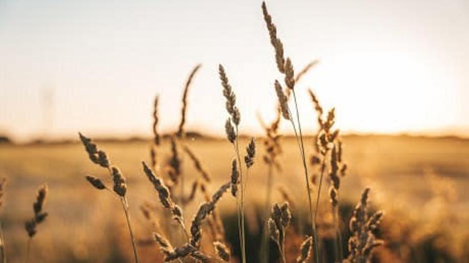 EU a Mercosur: Rada schválila ochranná opatření pro zemědělce