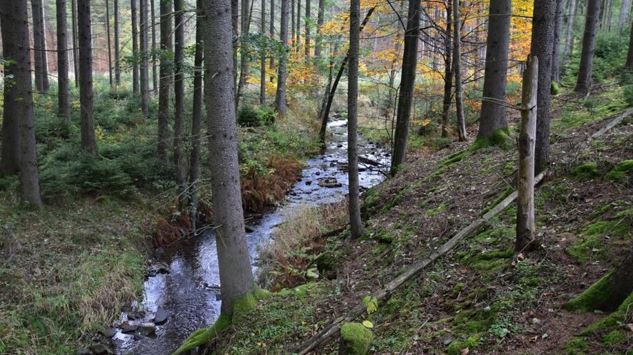 Listnaté lesy v pahorkatinách více tlumí povodně než jehličnaté