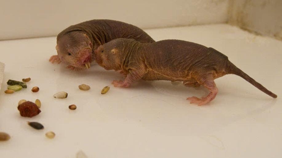 Skrytá biologická rozmanitost pozoruhodného laboratorního savce