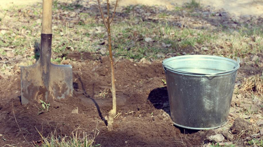 Lanškroun chce obnovit krajinu, vysadí tisíce stromů a vytvoří biokoridory