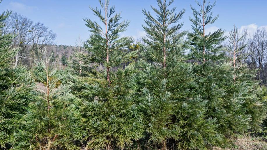 Potkáme v našich lesích exotické dřeviny, jako je sekvojovec obrovský nebo zerav obrovský?