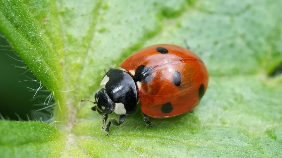 Botanická zahrada v Brně přešla na biologickou ochranu, nasadila dravá slunéčka Botanická zahrada v Brně přešla na biologickou ochranu, nasadila dravá slunéčka