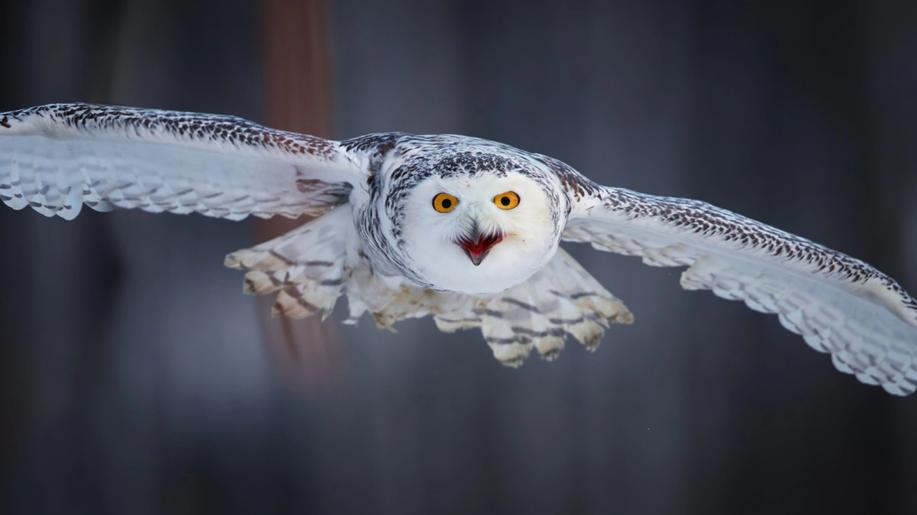 AFP: Na seznam mezinárodně chráněných zvířat přibylo 40 nových druhů