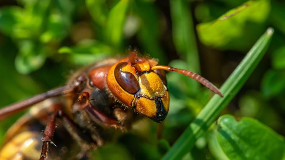 Včelařský veletrh v Ostravě se letos blíže zaměří na sršeň asijskou