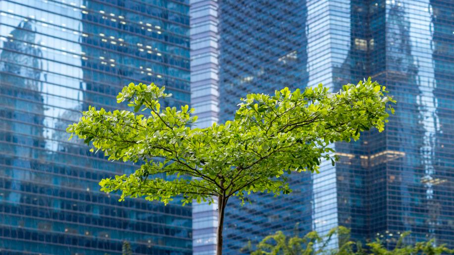 Vědci: Změna klimatu nutí města sáhnout po odolnějších, ale rizikových stromech