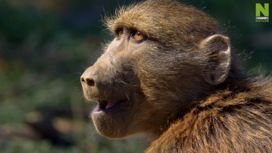 Nový dokument Extrémní svět na Viasat Nature