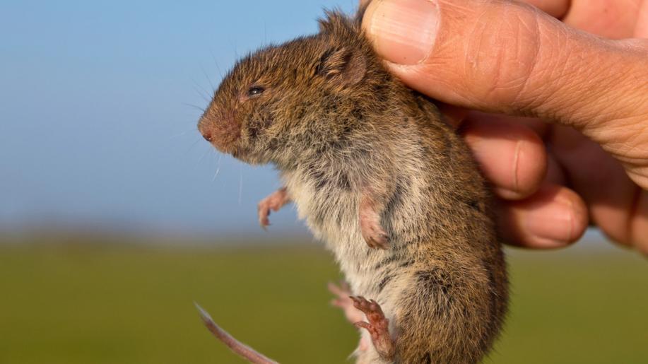 Zemědělský ústav povolil užití jedů na hraboše, ochránci to kritizují
