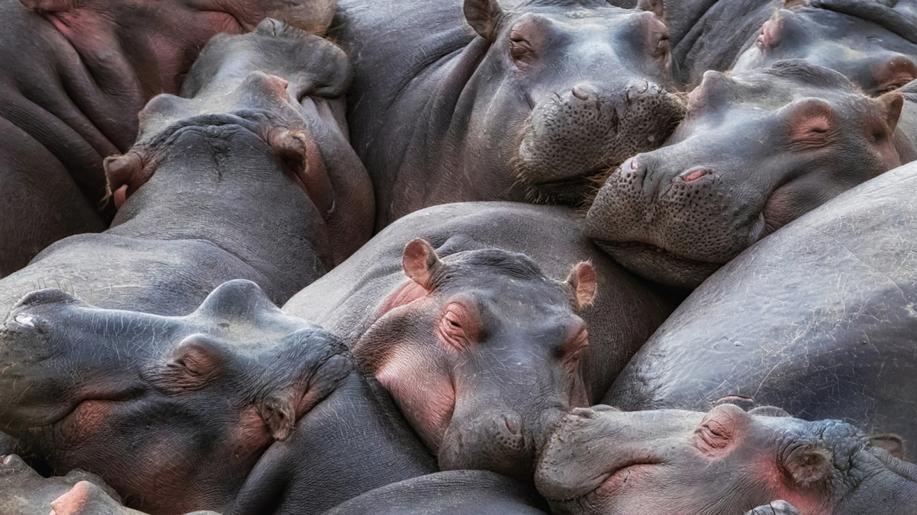 Kolumbie schválila odstřel potomků Escobarových hrochů, ničí místní ekosystémy