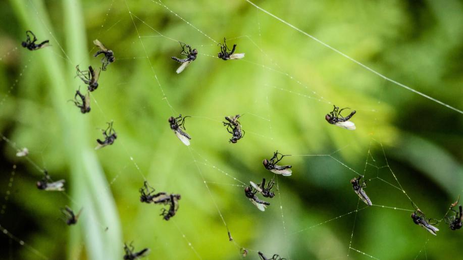 Olomoučtí vědci vylepší monitoring komářích kalamit v Litovelském Pomoraví