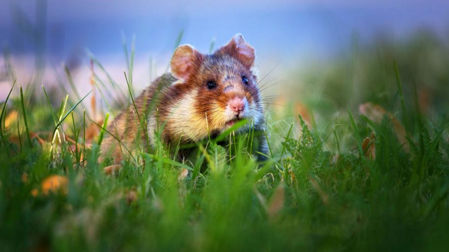 Ochránci začali mapovat výskyt křečků polních, kteří z krajiny téměř vymizeli