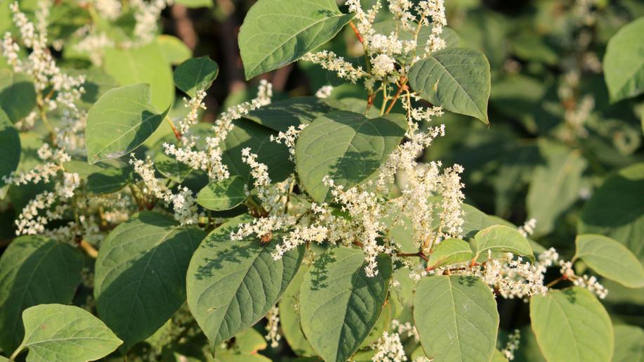 Pardubičtí cestáři řeší křídlatku, invazní keř může zamořit velká území