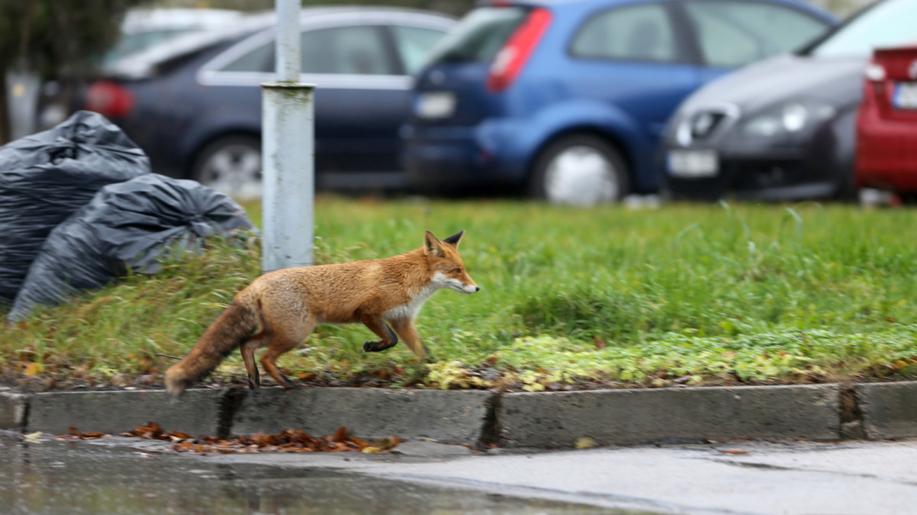 Ve městě běžně žijí divoká zvířata, nejčastěji zajíci či lišky, zjistil výzkum