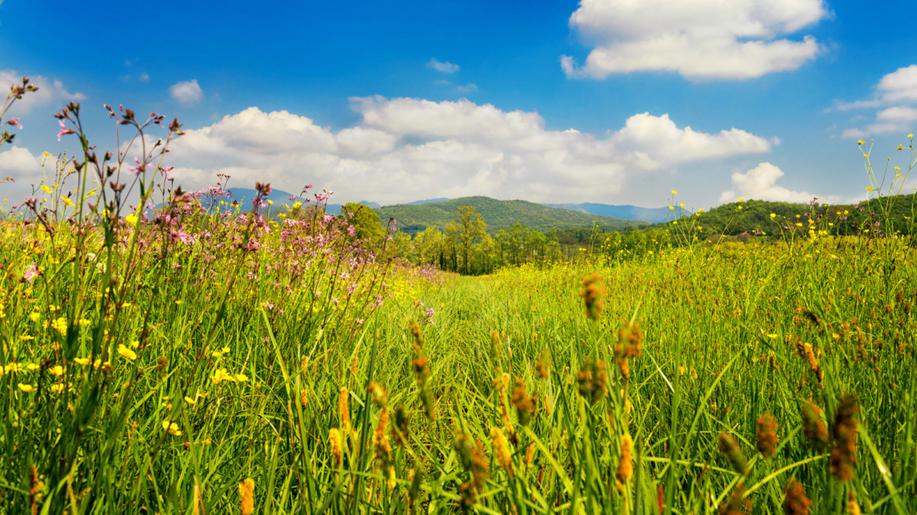 Louky pod ochranou ukládají více uhlíku než běžně obhospodařované plochy Louky pod ochranou ukládají více uhlíku než běžně obhospodařované plochy