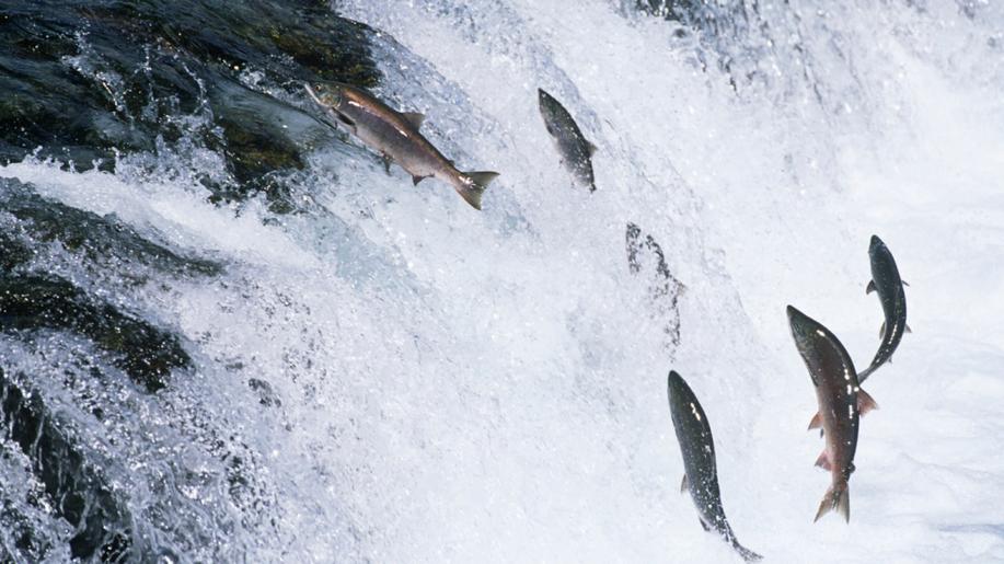 Kokain v řekách a jezerech mění chování lososů, zjistili švédští vědci