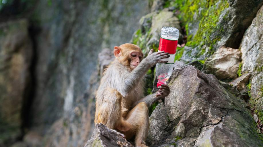Makakové na Gibraltaru kvůli jídlu od turistů jedí hlínu, zjistila nová studie