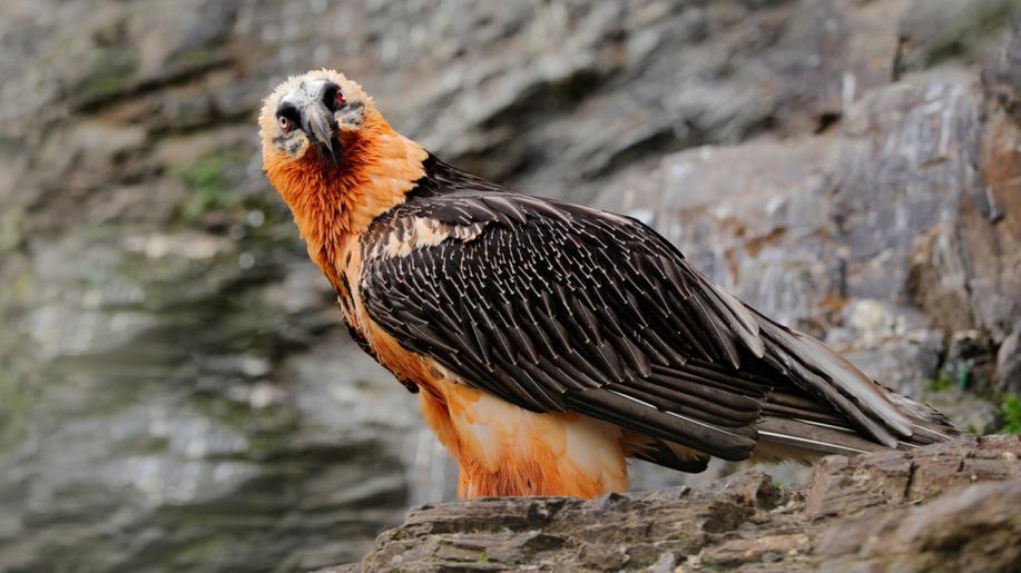 Mládě orlosupa ze Zoo Liberec vypustí ve Španělsku Mládě orlosupa ze Zoo Liberec vypustí ve Španělsku